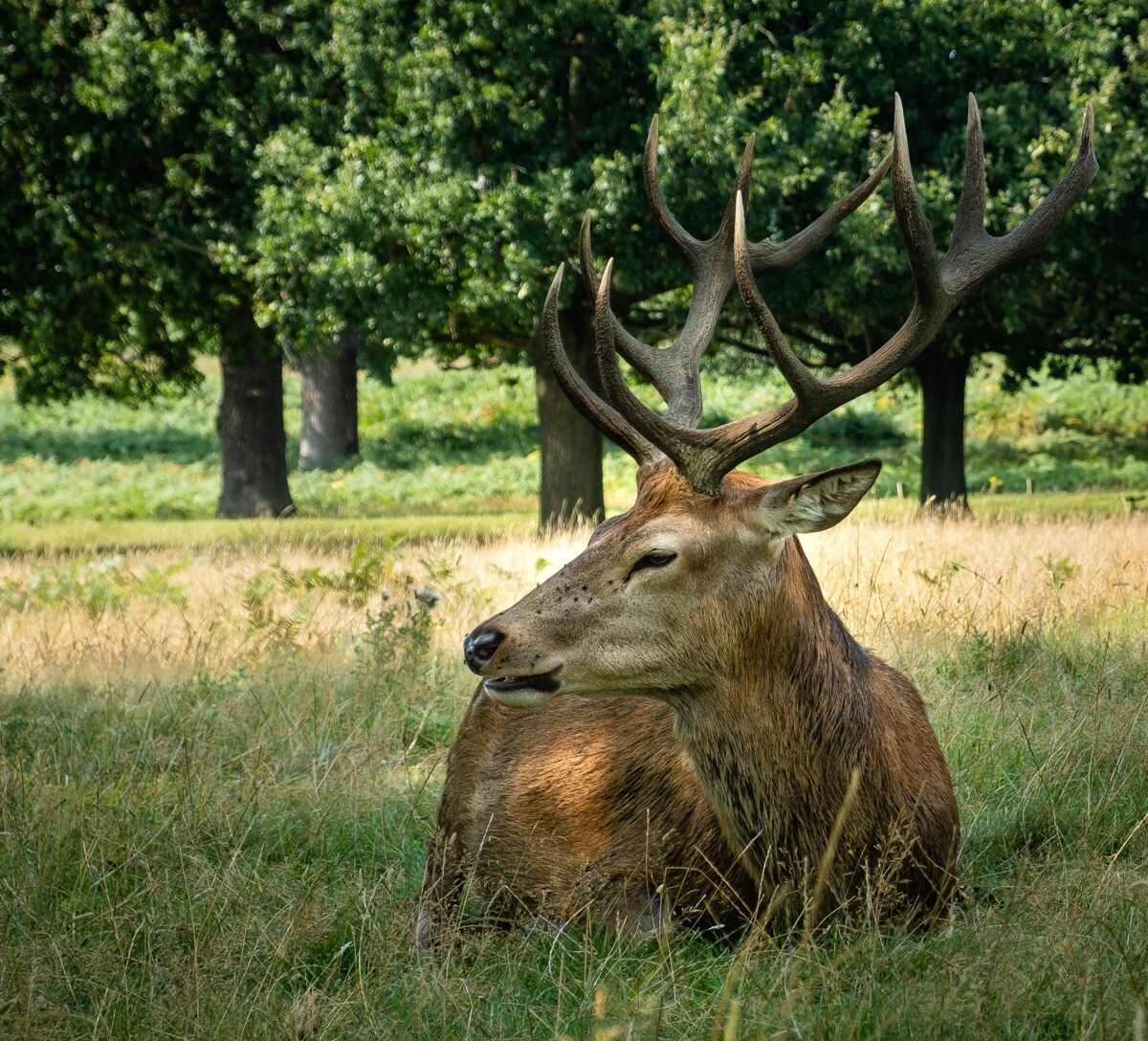 自然雄性麋鹿白天被草包围头驼鹿麋鹿