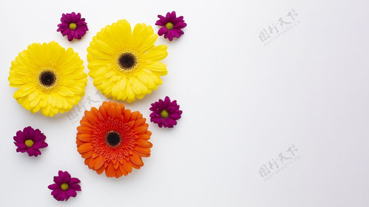 花朵复制空间五颜六色的花朵俯视图花朵花瓣