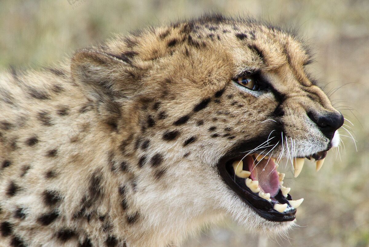幼崽选择性特写镜头的猎豹张嘴毛皮速度野生