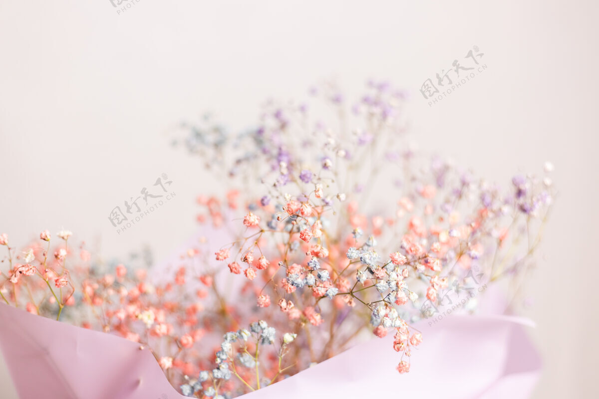 细节漂亮的装饰可爱的小干花 彩色壁纸手明亮装饰