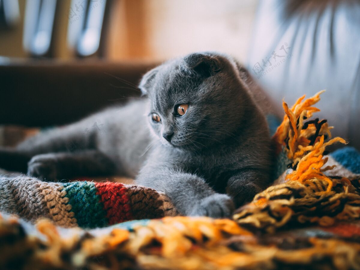 放松一只可爱的灰猫在白天坐在房间里的彩色毯子上的特写镜头温暖灰色婴儿