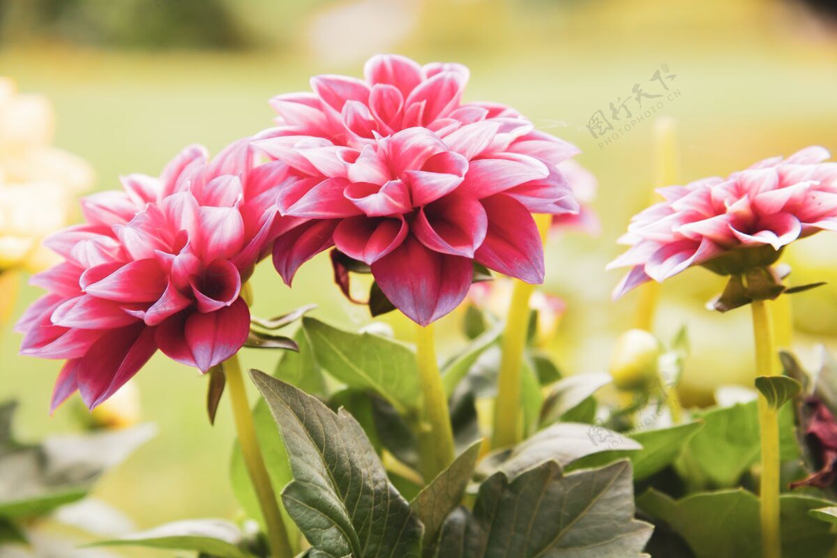 绿色选择性聚焦拍摄一朵盛开的粉红色花朵叶子粉色植物