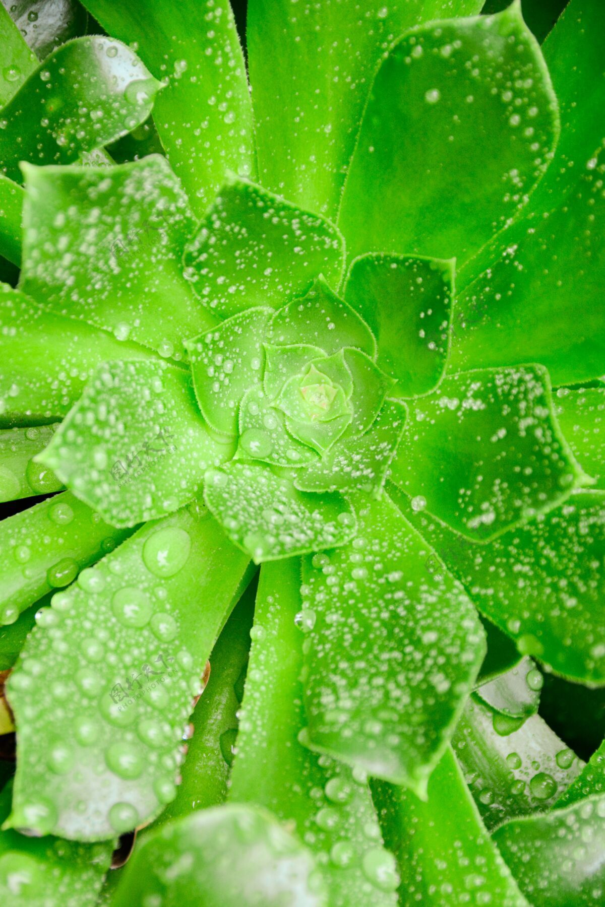 雨滴垂直特写镜头绿色植物覆盖露珠户外草有机