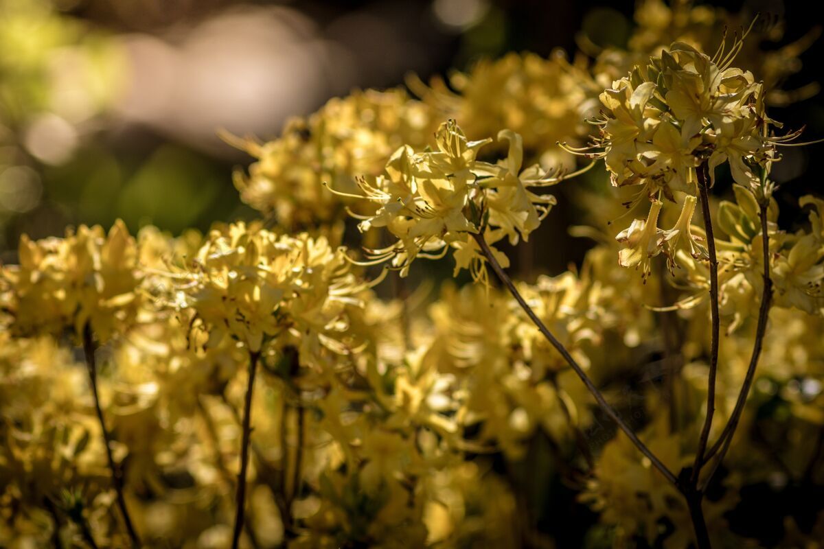 叶在一个阳光明媚的日子里 在花园里捕捉到了一些美丽的黄花花春天户外