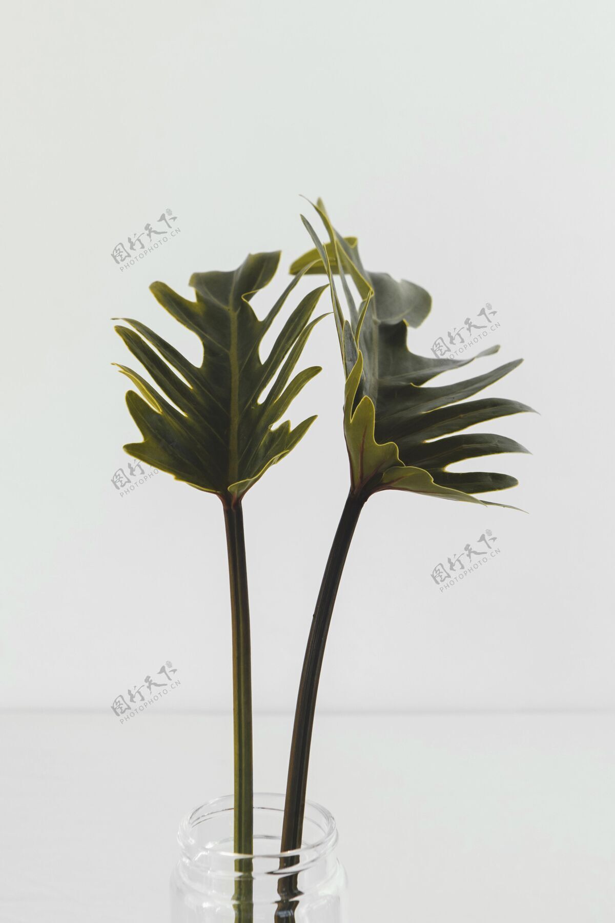 自然抽象植物特写室内工作室装饰