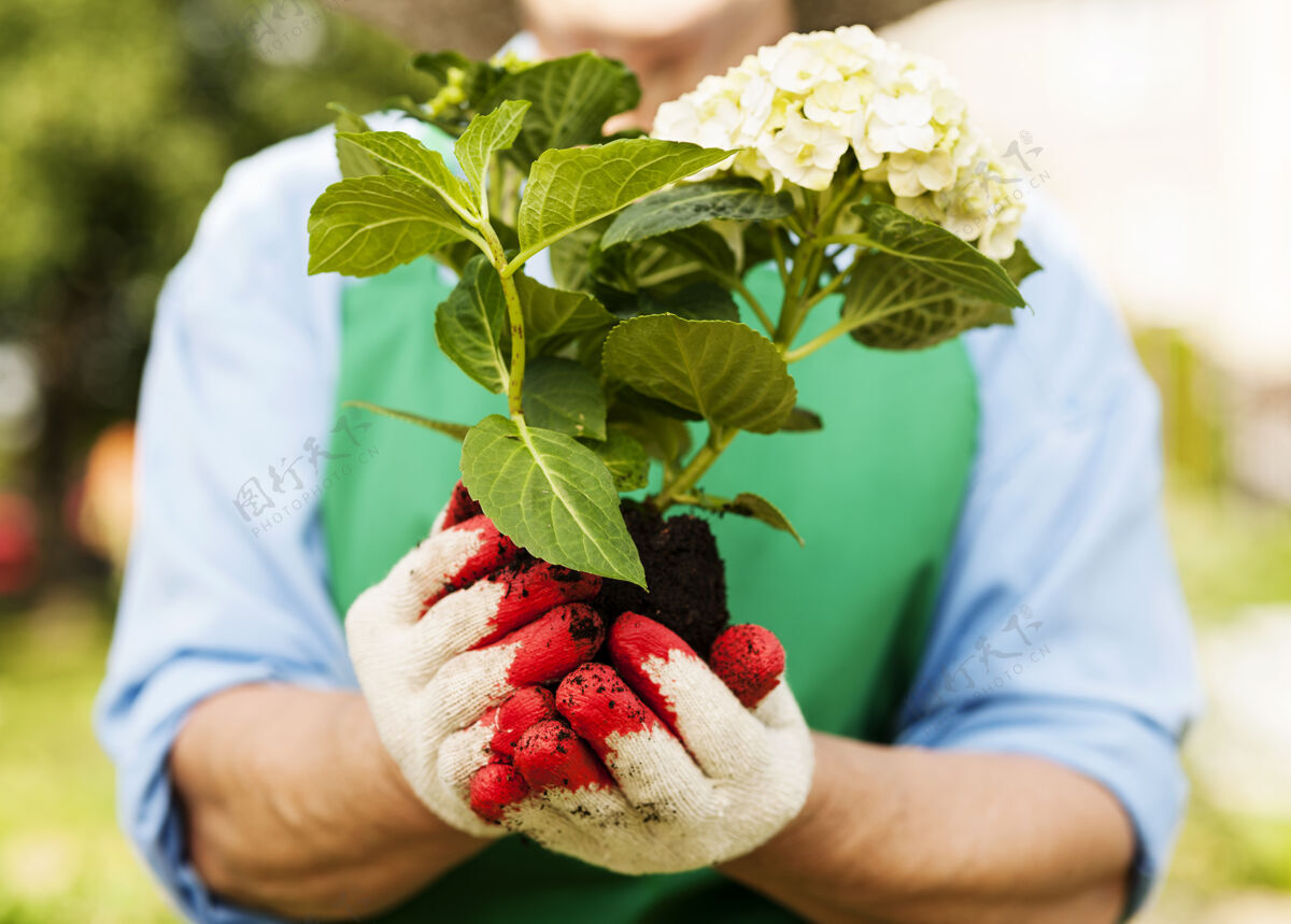 绿手里拿着绣球花的女人手套老年妇女农场