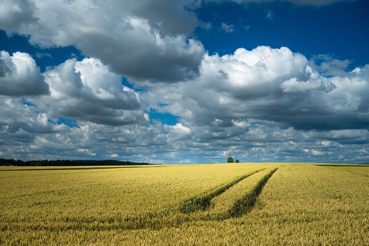 谷物多云的天空下 拖拉机在农村的麦田里行驶痕迹地平线白天