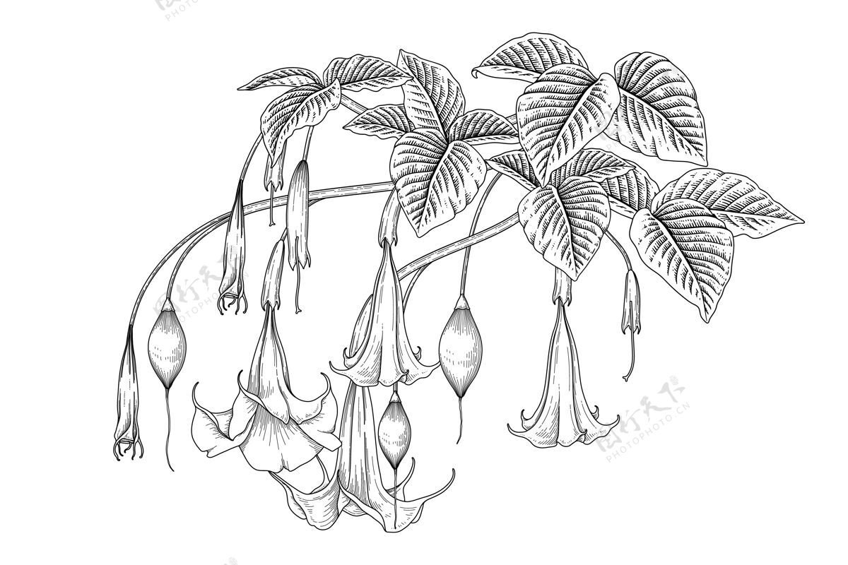单色天使的喇叭花（布鲁格曼西亚）手绘植物插图植物分支自然