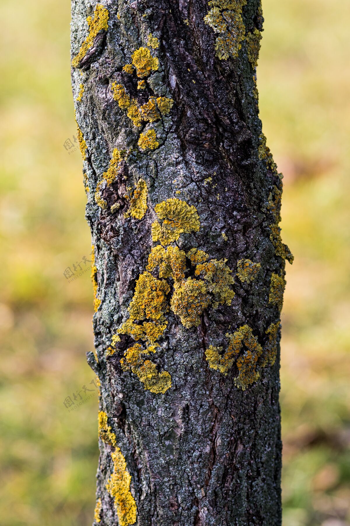 环境阳光下覆盖着苔藓的树皮的垂直特写森林细节季节