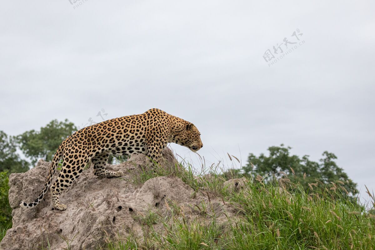 危险一只非洲豹坐在岩石上的特写镜头 远处灰色的天空自然天空灰色天空