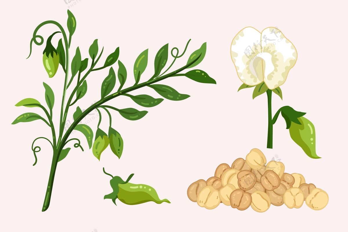 营养鹰嘴豆和植物插图食用美味植物