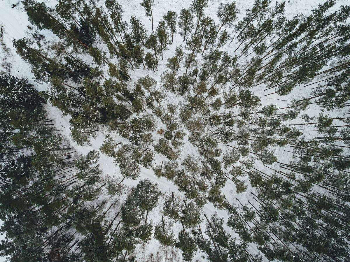 自然鸟瞰美丽的冬季景观与冷杉树覆盖在雪地上季节场景冷杉