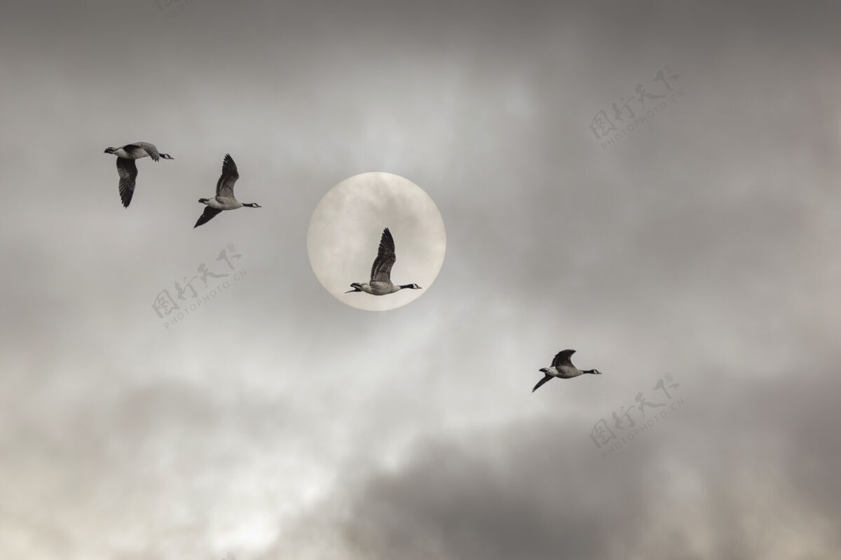 低低角度拍摄的鸭子在多云的天空和满月下飞行-完美的壁纸鸟云动物
