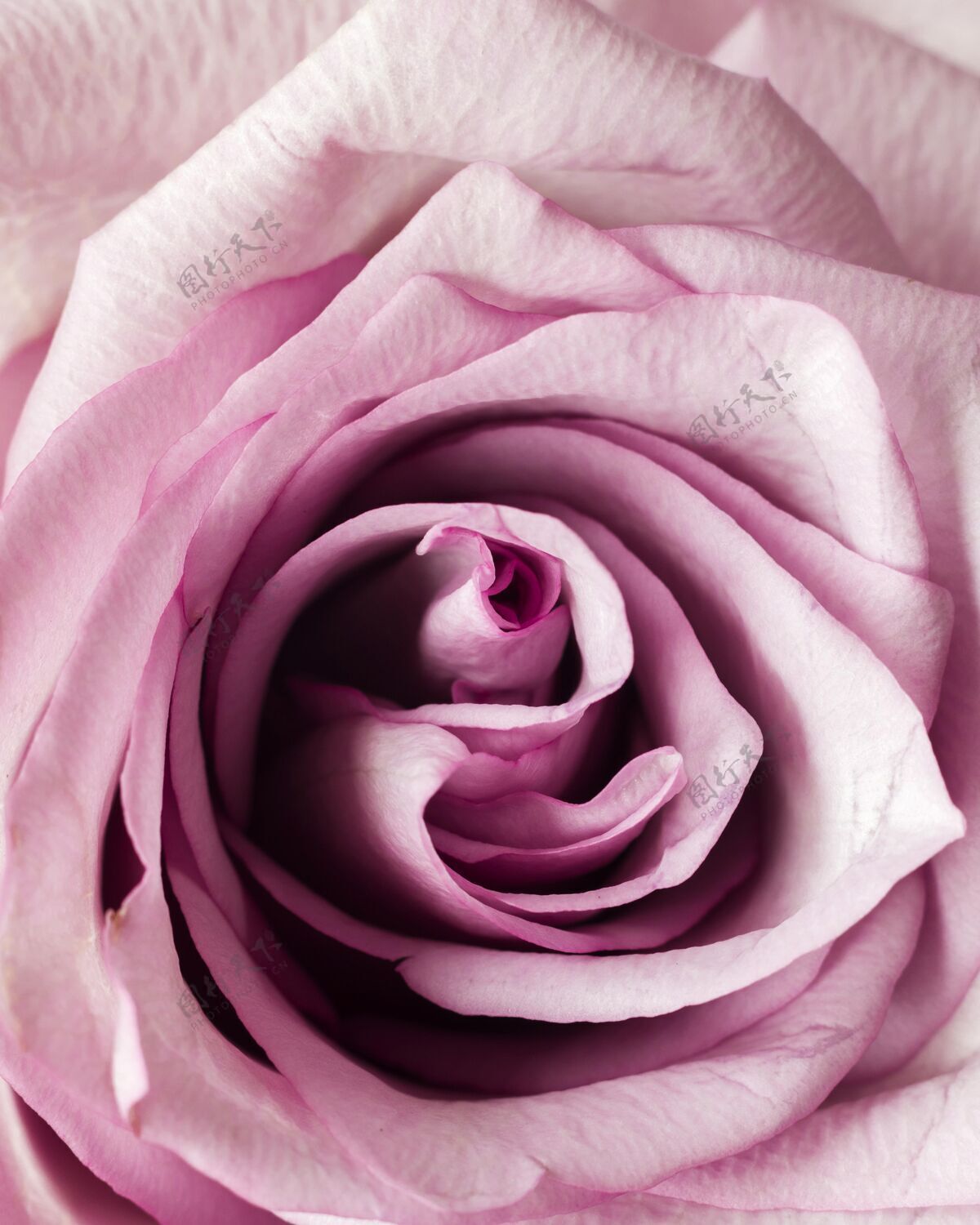 开花粉红玫瑰特写纹理布局开花