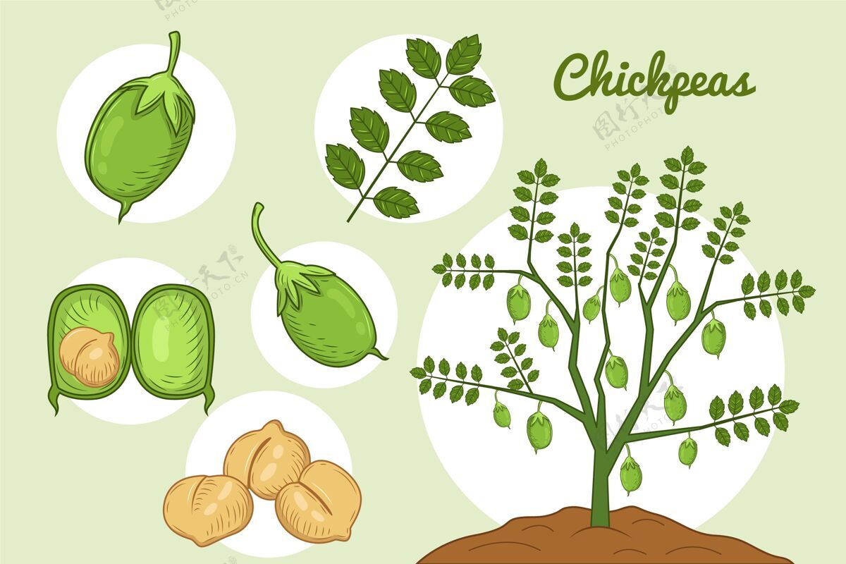 可口手工画鹰嘴豆和植物饮食绘制食品