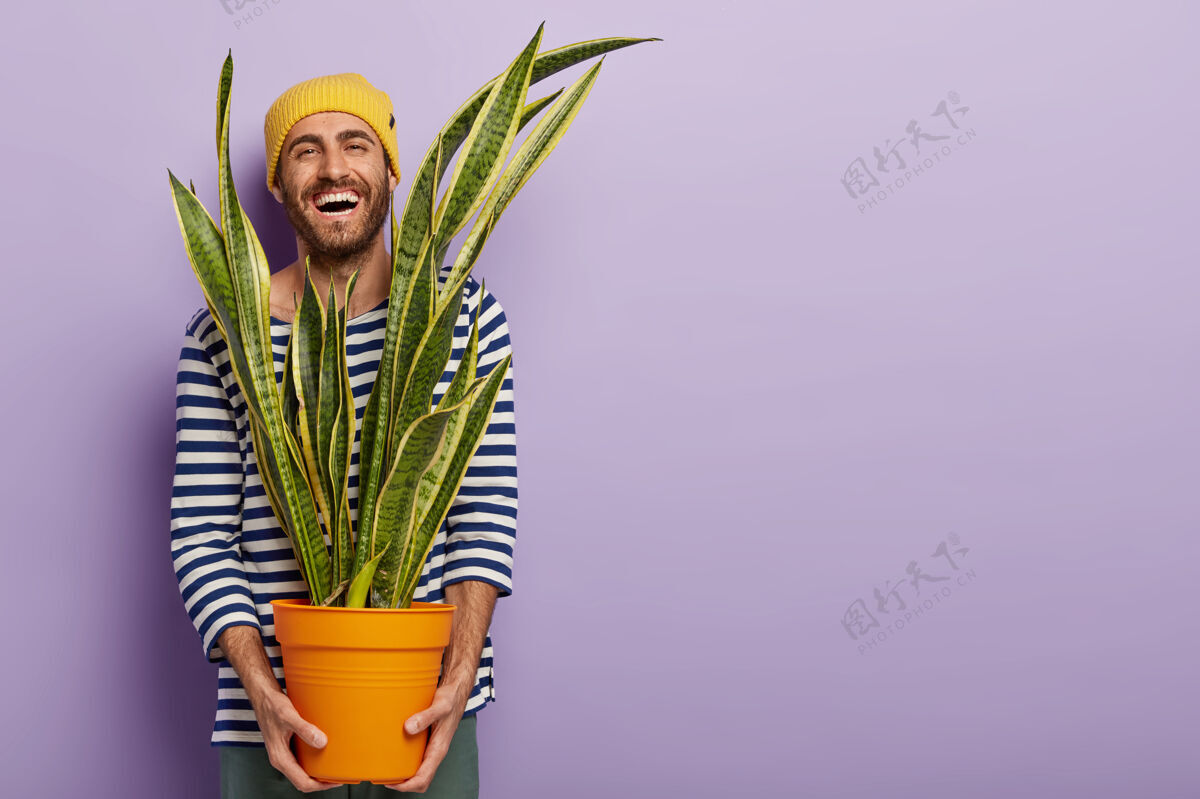 植物快乐乐观的家伙用室内植物挑花盆 开心地笑 穿条纹水手套头衫植物空白多汁