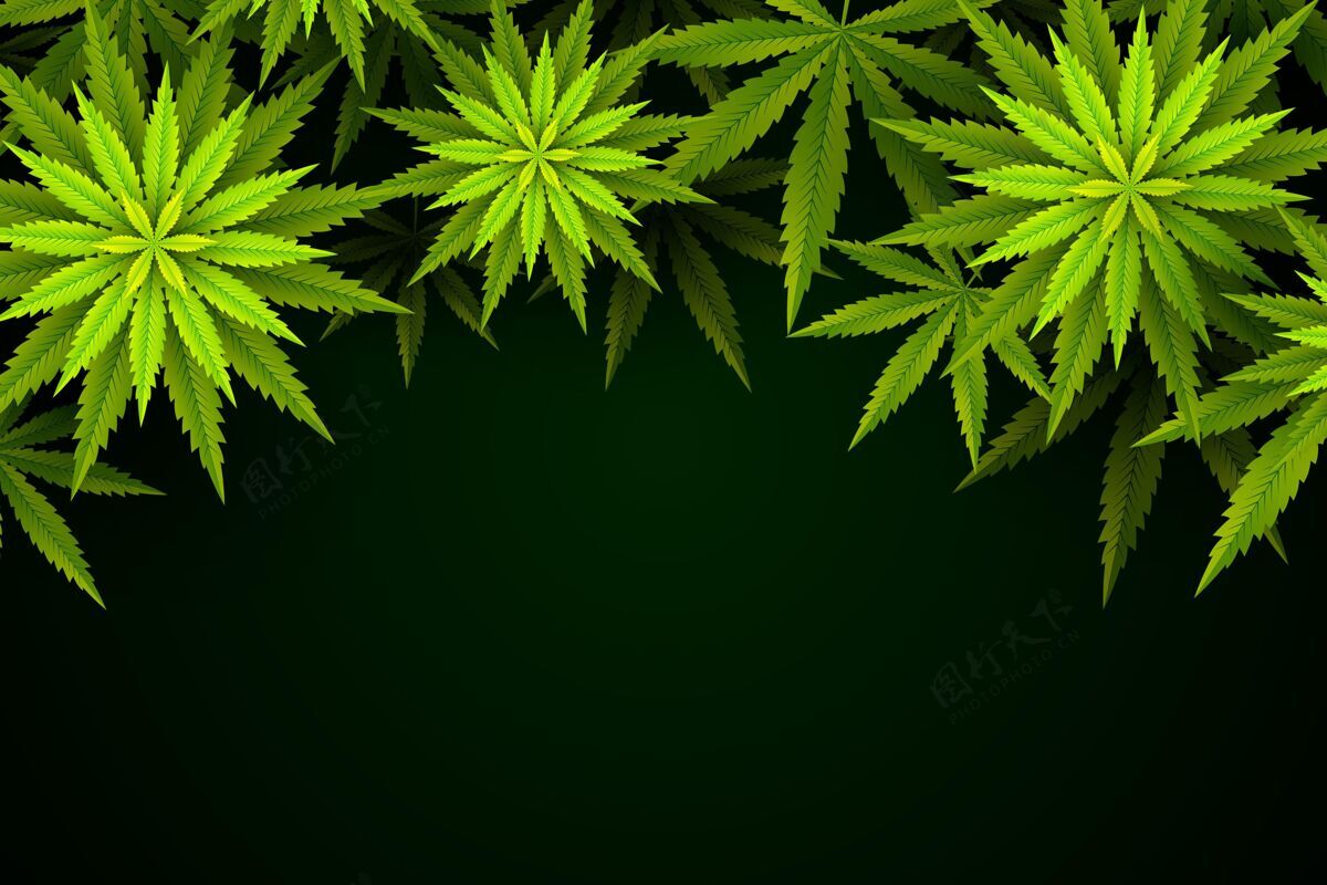 植物植物大麻叶背景大麻有机大麻