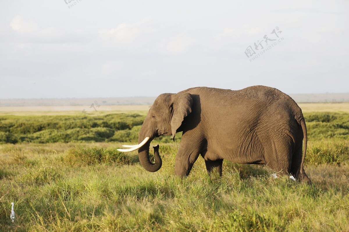 户外在肯尼亚安博塞利国家公园 大象在绿地上行走大象田野草