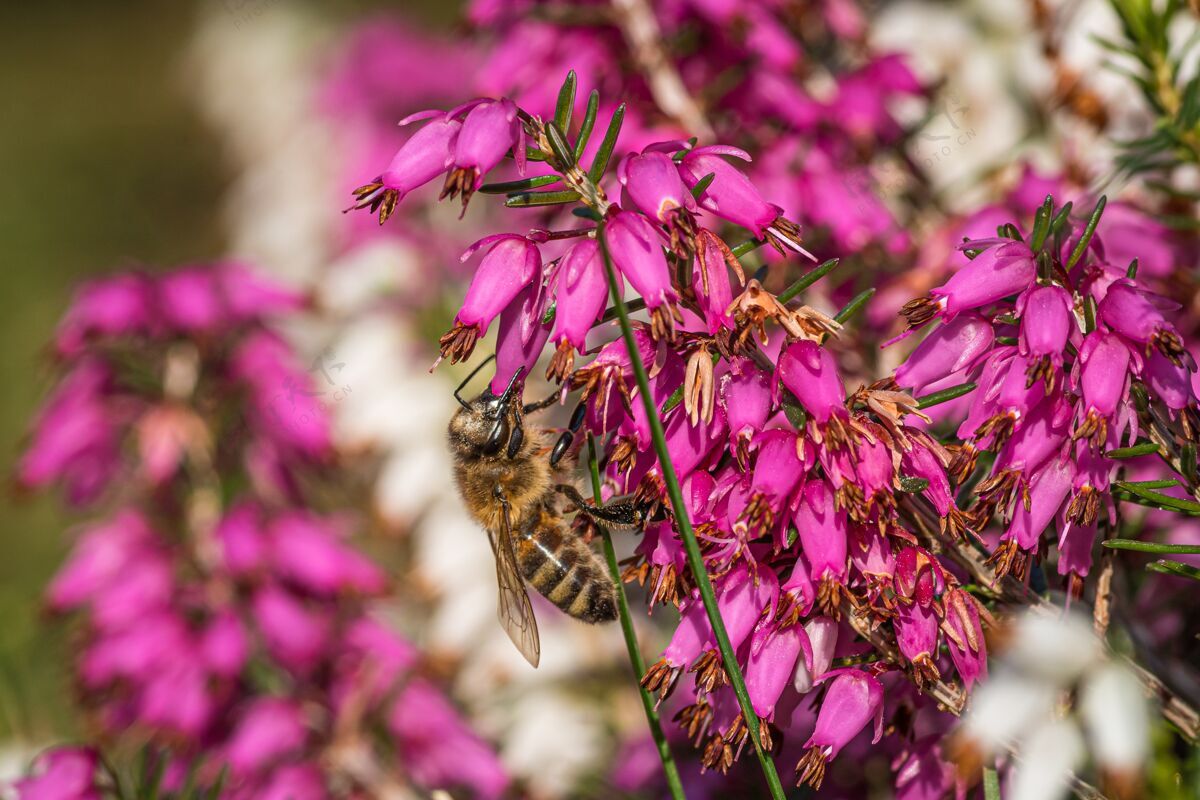 石榴一只大黄蜂在美丽的紫色花朵上采蜜 来自Loosstrife和石榴家族花园自然授粉
