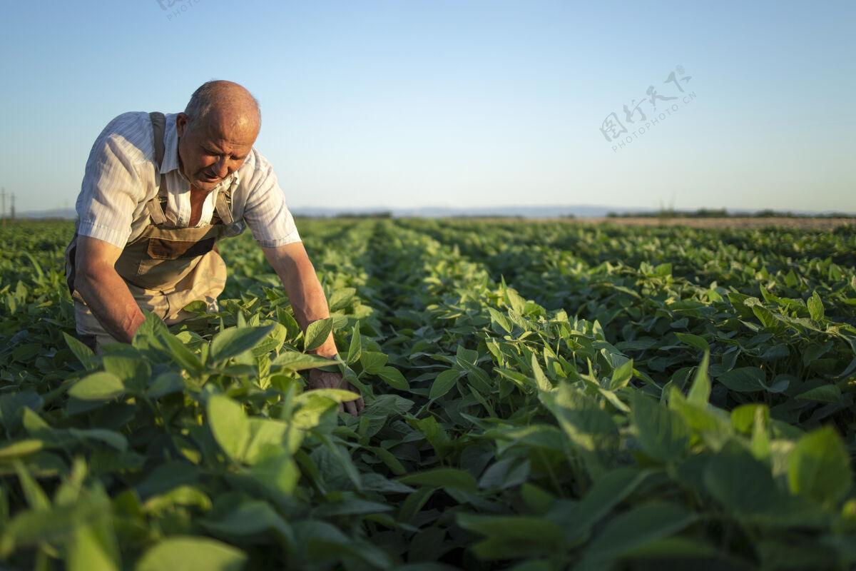 乡村资深辛勤耕耘的农民农艺师在大豆田里检查收成前的作物人高级人