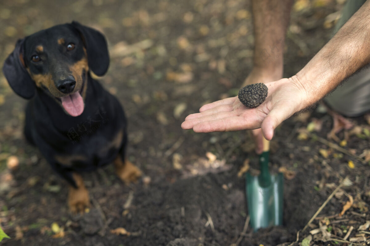美味专业的蘑菇猎人和他训练有素的狗在森林里发现了松露蘑菇猎人真菌昂贵