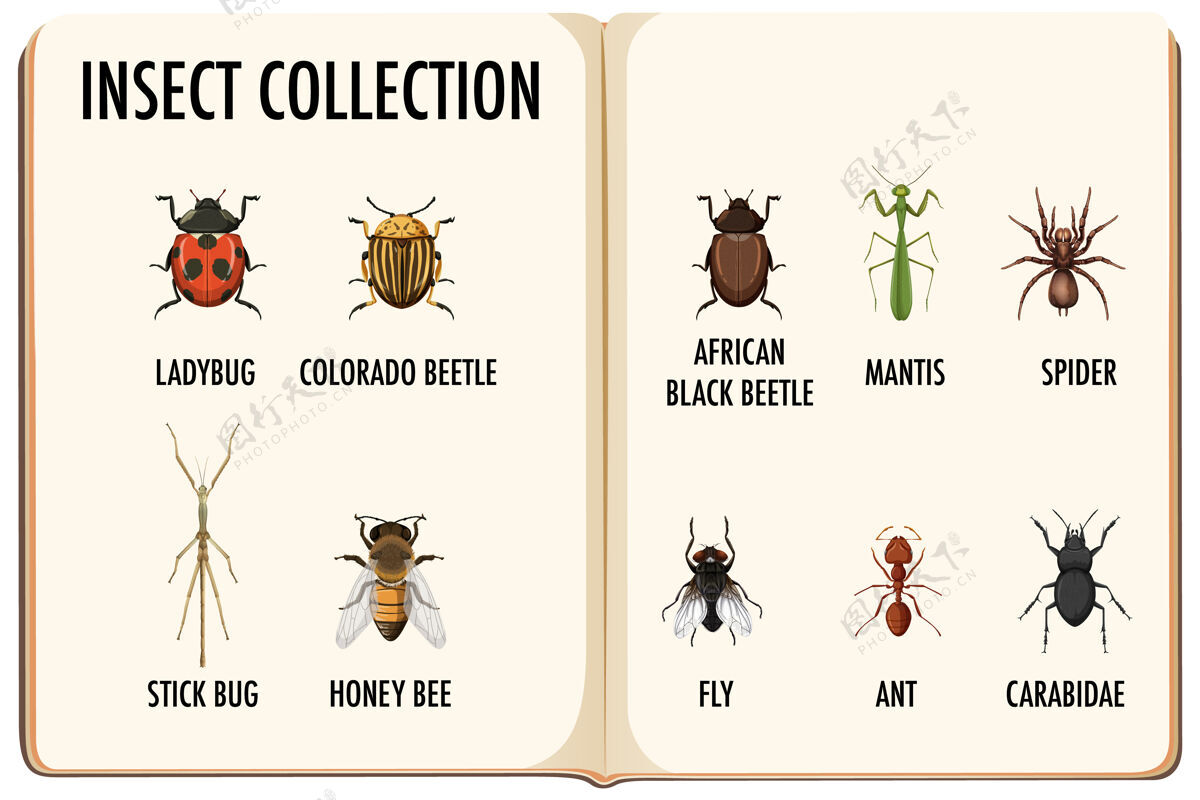 蜜蜂一套昆虫藏书网页设置小